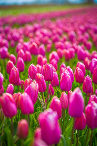 植物花卉摄影照片_美丽的粉色郁金香花束在春天的植物自然概念领域。美丽的粉色郁金香花束