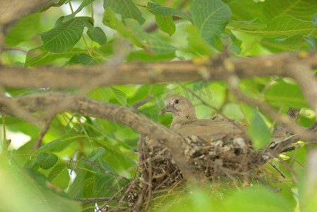 鸽子雀巢摄影照片_一只年轻的鸽子在巢中养十年夜鸽
