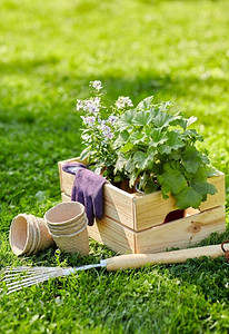 园艺和人的概念—花园工具和花卉在木箱在夏天。夏天，在木箱里的花园工具和鲜花