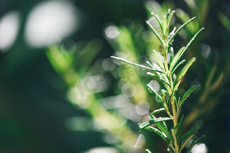 绿色背景摄影照片_有机迷迭香植物生长在花园中，用于提取精油/新鲜迷迭香草药，天然绿色背景，选择性重点