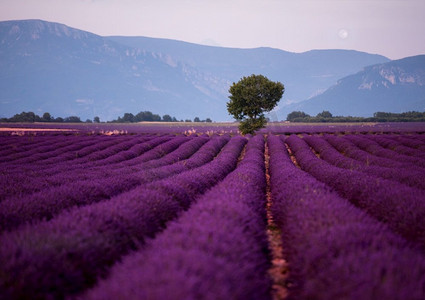 法国普罗旺斯瓦伦索尔附近夏季薰衣草田孤独树上的月亮紫色芳香的花朵