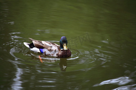 绿色飞鸟摄影照片_野鸭漂浮在一个绿色的湖户外