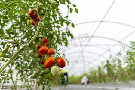 大棚蔬菜摄影照片_大棚蔬菜栽培技术