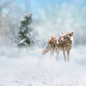 冬天海报摄影照片_野生郊狼走在冬天的雪