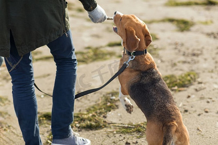 家庭，宠物，动物和人的概念—在海滩上与比格犬玩耍的人特写镜头。近拍的人玩与比格犬在海滩