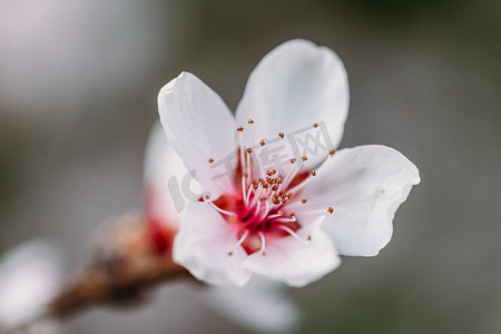 粉红色的樱桃树花开花关闭在春天