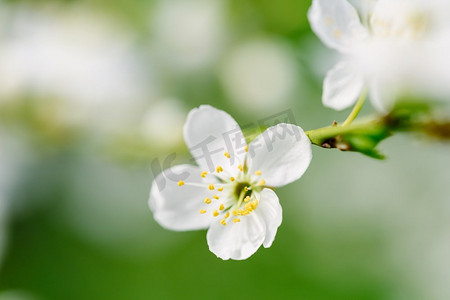 春天的白梅树花