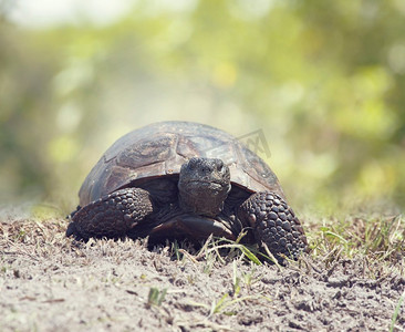 在佛罗里达州的湿地里，地鼠龟龟走向摄像机。地鼠龟步行