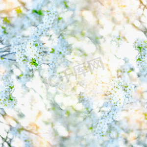 绿叶春摄影照片_白色的春花背景，绿叶鲜艳，阳光灿烂。花冠开花的树，俯瞰。室外，春天的大自然