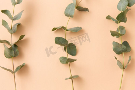 自然，动植物概念-米色背景下的绿色灰桉树枝。灰桉树枝，米色背景
