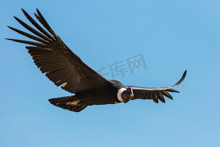 正宗黄焖鸡摄影照片_飞行秃鹰在科尔卡峡谷，秘鲁