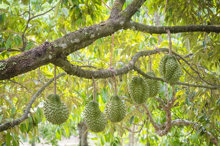 新鲜的榴莲在它的树在热带果园，泰国