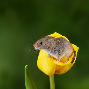 可爱的收获小鼠micromys minutus在黄色郁金香花叶子与中性绿色自然背景