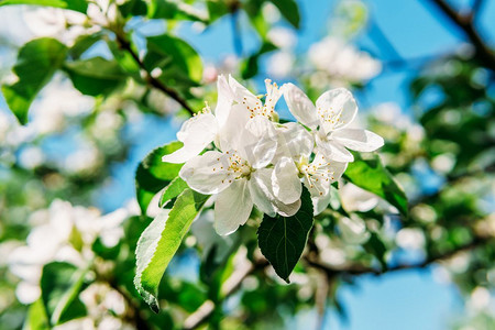 苹果摄影照片_白苹果树花在春天