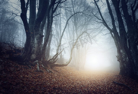 秋天的雾中可怕的神秘森林。魔法树大自然朦胧景观