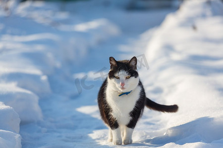 冬天在雪地里的猫