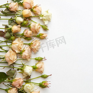 奶油玫瑰为白色背景配以自由空间。一束玫瑰花