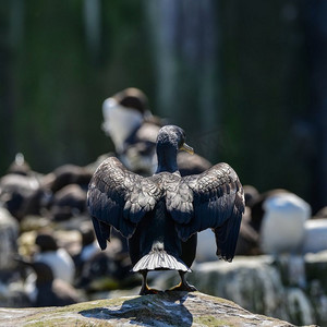 鸟筑巢摄影照片_令人惊叹的筑巢鹦鹉亚里士多德鸟。美丽的筑巢鹦鹉Phalacrocorax Aristotelis