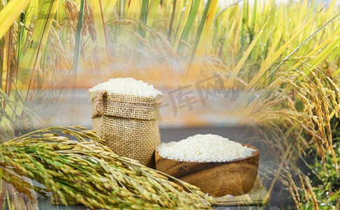 在碗和袋子的泰国白米/生的茉莉花米粒与穗稻田背景食物的农产品在亚洲 