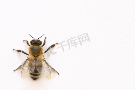 特写：白色背景上的同种蜜蜂
