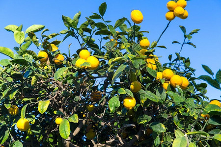 园艺、自然和花卉概念-蓝天上的柠檬树。蓝天上的柠檬树