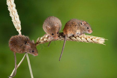 在中性绿色自然背景的麦秆上可爱地收获小白鼠