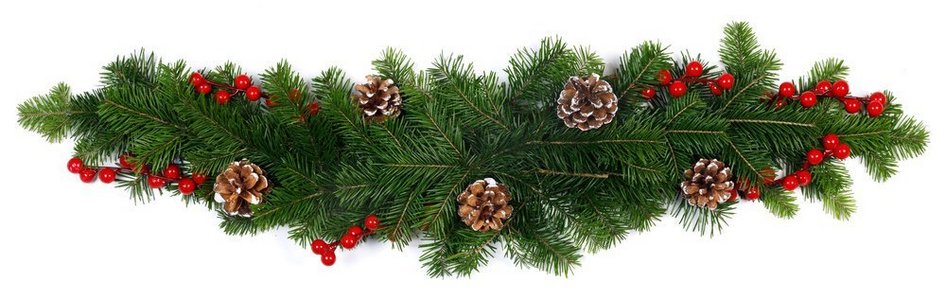 圣诞树摄影照片_天然冷杉圣诞树树枝，圆锥和红色浆果孤立在白色，复制文本空间。冷杉树枝装饰在白色
