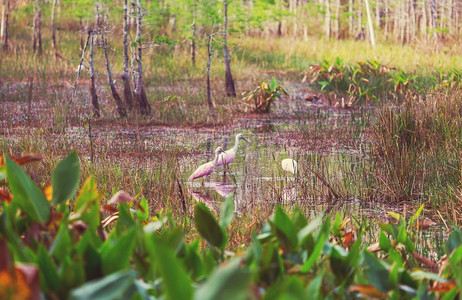 美国佛罗里达州大沼泽地国家公园的玫瑰琵鹭