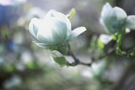 嫩绿的春天花背景/美丽的图片开花的树枝