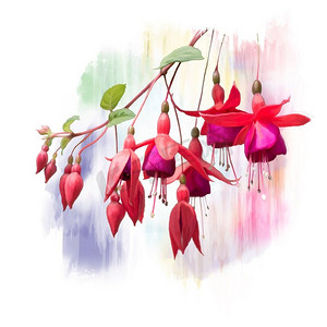 红色富士草花的数码绘画。红富贵花水彩画