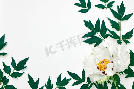 树叶边框树枝边框摄影照片_白色背景上精致的白色牡丹框花环。用平铺复制空间。白边以牡丹为边框的树枝