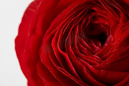 红色的玫瑰花在灰色的背景上，特写的玫瑰花瓣，情人节，母亲和S的日子。一朵红玫瑰花的特写