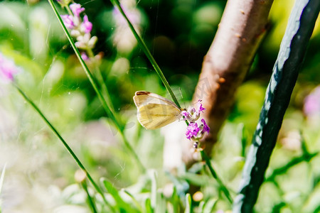 花园中斑点斑点的白蝴蝶