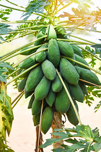 绿色木瓜果实生长在木瓜树上，有阳光在花园农场农业，用于烹饪亚洲食品中流行的木瓜沙拉。 