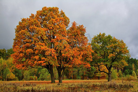 雨和多云的天空在雾的秋天林地。橙色的秋天橡树在草地。金秋风景。森林里五颜六色的树。