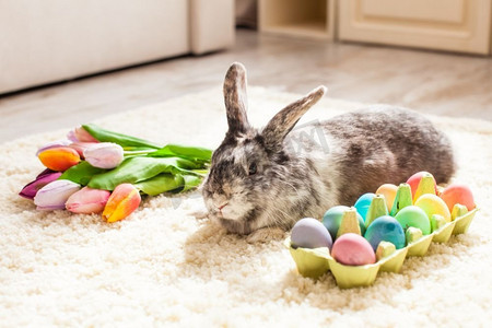 财神兔子摄影照片_复活节兔子在房间的地毯上放着五颜六色的彩蛋。房间里有复活节兔子