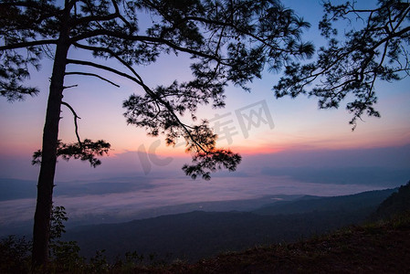 美丽的日出紫天俯瞰小山、山崖和树枝剪影松树景观，雾雾背景