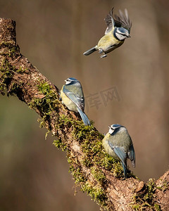 山雀摄影照片_蓝色山雀在brich的美丽的形象Cyanistes Caeruleus在春天阳光和雨在花园