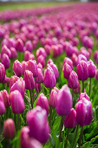 每年摄影照片_荷兰每年都在种植紫色郁金香。
