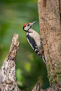 森林景观中美丽的大斑点啄木鸟--树桩上的大树冠鸟