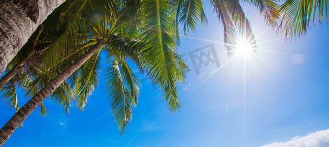 阳光透过棕榈树。阳光透过高大的棕榈树。夏季、旅游、度假、旅游、生活方式和天气概念