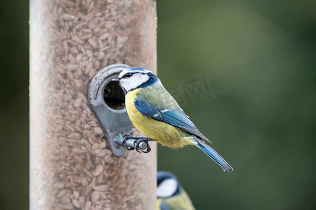 蓝山雀欧亚Cyanistes Caeruleus鸟在花园喂食器