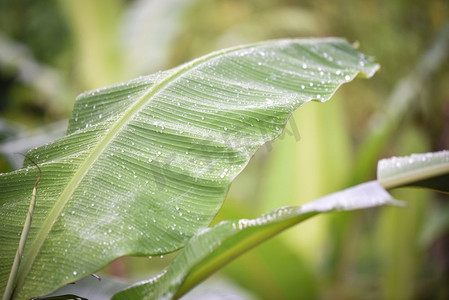 香蕉叶与雨后的水滴自然绿色背景 