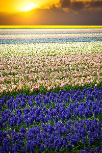 风信子。春天花园里美丽的粉色、白色、黄色和蓝色的风信子花，充满活力的花卉背景，荷兰的花田。
