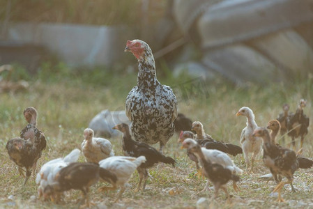 田野春天摄影照片_日落时，母鸡和小鸡在田野里