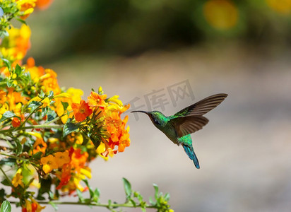 中美洲哥斯达黎加五颜六色的蜂鸟