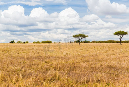 自然与野生动物概念-非洲马赛马拉国家级自然保护区大草原上的大象。非洲大草原上的大象