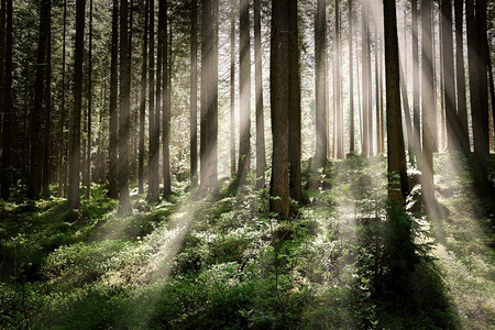 透过摄影照片_阳光透过树林中的树木