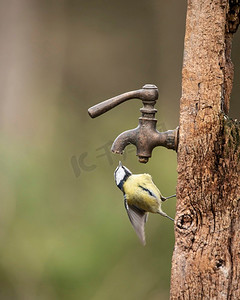 蓝色山雀鸟Cyanistes Caeruleus美丽的形象在木柱子有生锈的水龙头在春天阳光和雨在花园