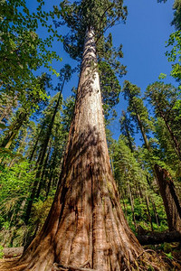 Calaveras Big Trees State Park附近的景点美国加利福尼亚州。